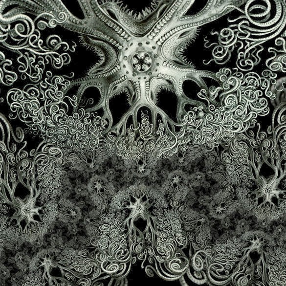 Haeckel - Astrophyton