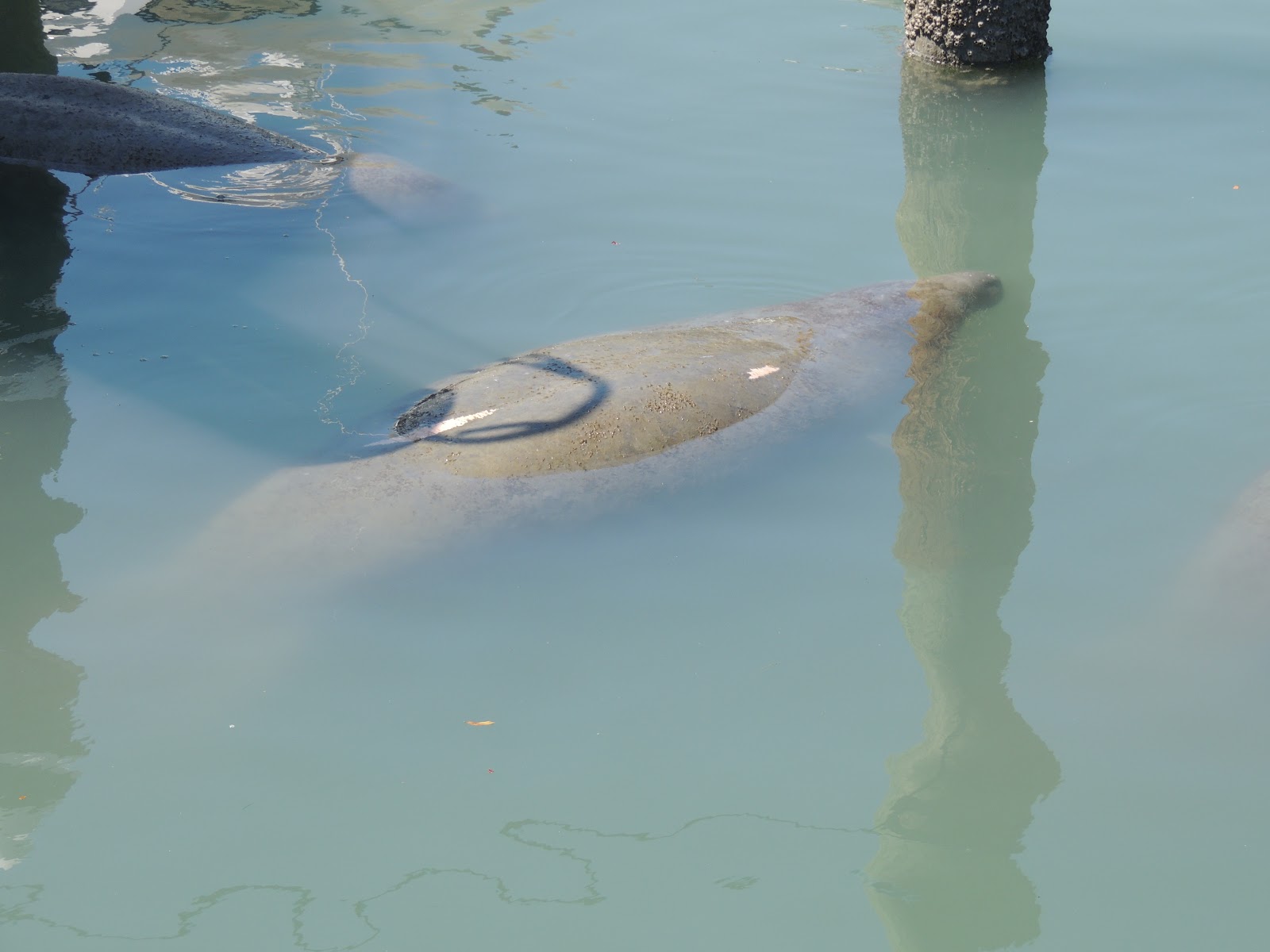 Down The Road A Piece in a 5th wheel Manatees and Oysters at Fort