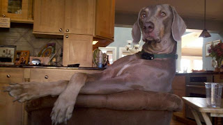 Funny Animal New Year Resolution | Photos 2012 | Funny And Cute Animals