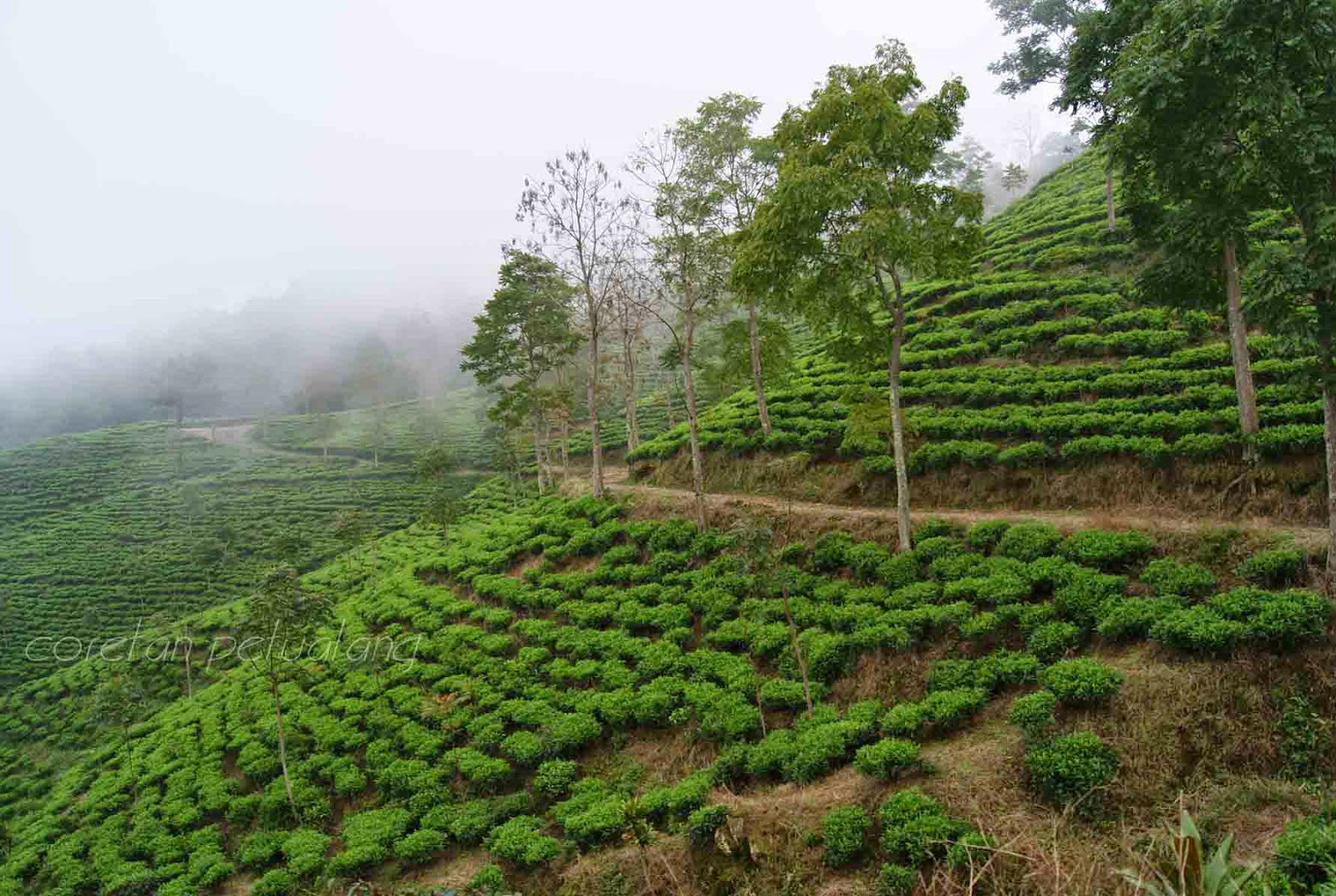 Wisata Kebun Teh Medini Wisata Kebun Teh Medini, Rental Motor, Rental Motor Semarang, Sewa Motor, Sewa Motor Semarang, Rental Motor Murah Semarang, Sewa Motor Murah Semarang,