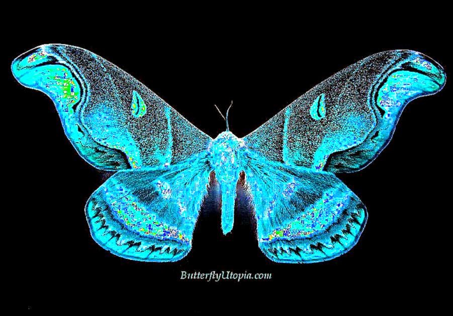 Free Butterfly Wallpaper Wallpapers Backgrounds Desktop Free Butterfly Wallpaper Wallpapers Backgrounds Desktop