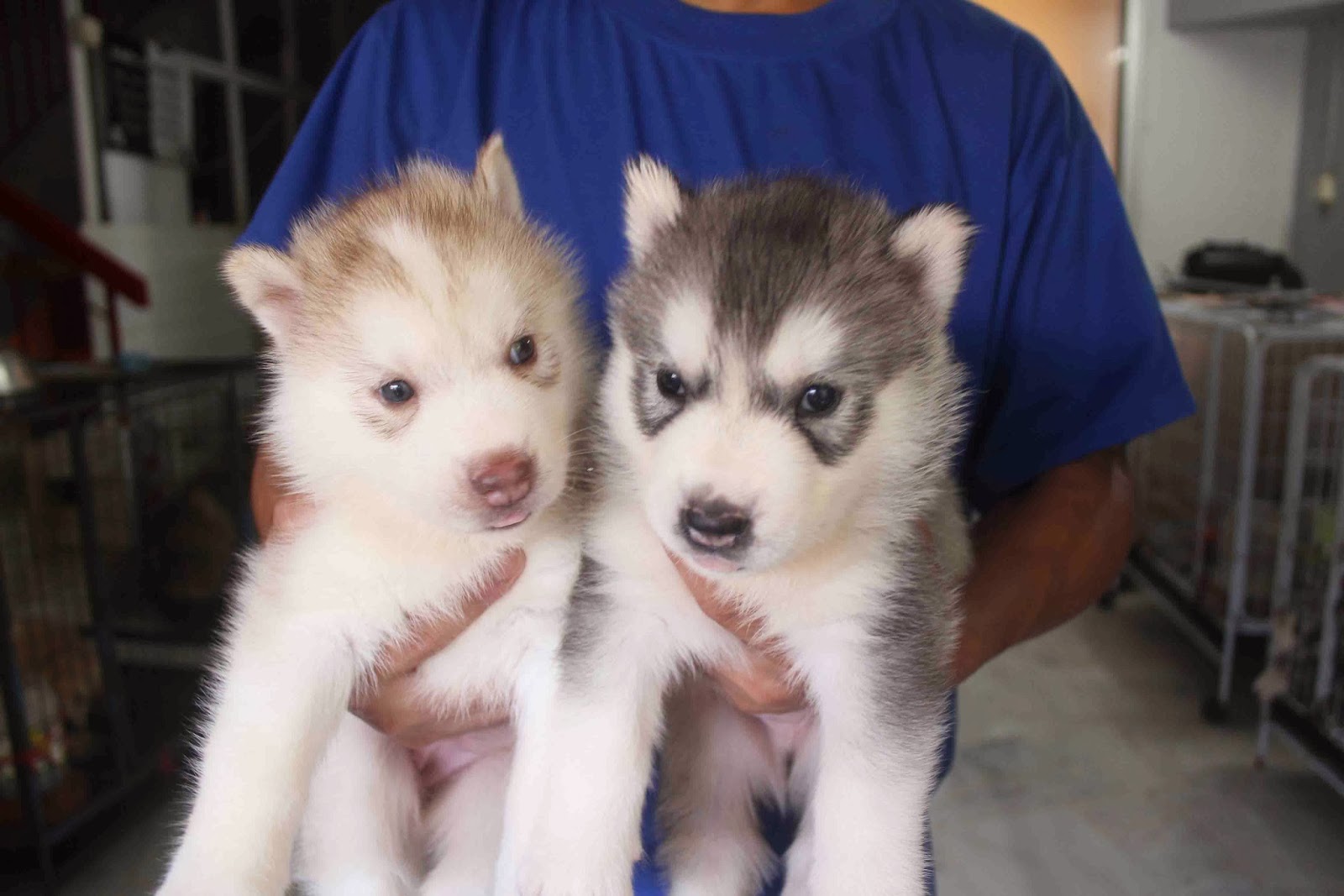 LovelyPuppy 20140106 Standard Double Coat Husky Puppies