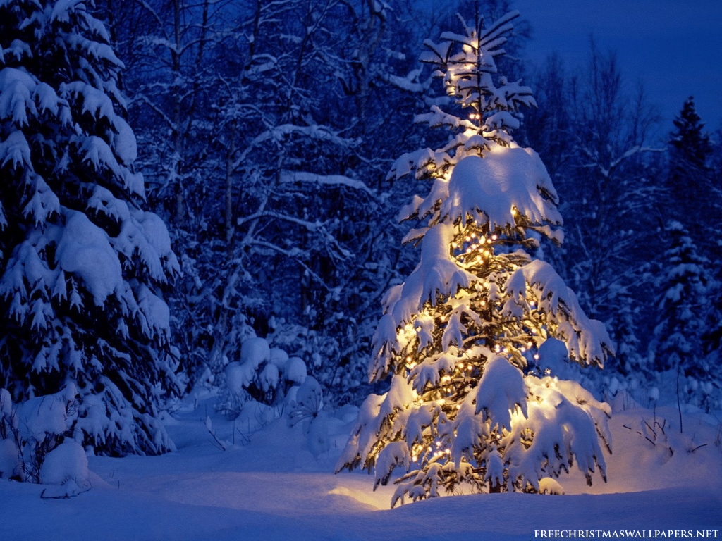 public christmas trees wallpapers hd wallpaper pic