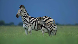 zebra-animal-wallpaper-3d-for-free-downloads