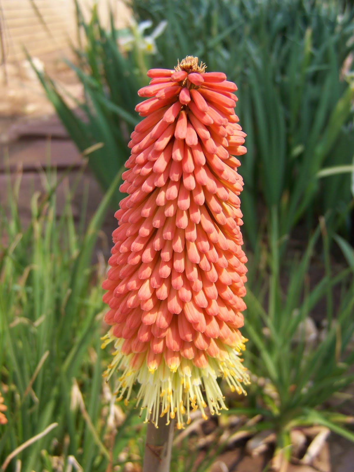 Gardening and Flowers Red and Yellow Poker Flower