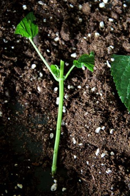 Je Suis Au Jardin Les Boutures Aoutees