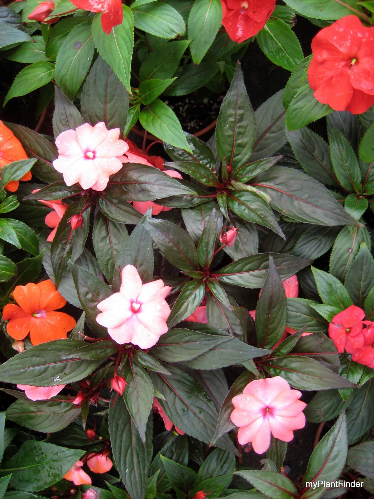 MY PLANT FINDER Plant Guide Impatiens x hawkeri