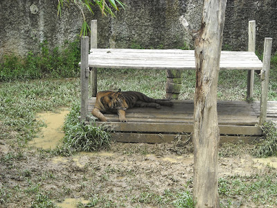 harimau