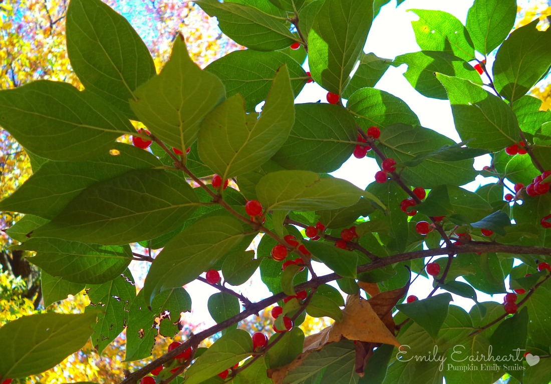Red berries and green leaves surrounding the berries.