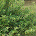 Deskripsi Acanthus ebracteatus thumbnail
