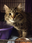 ADOPTED!!  ROMEOW / BOONE