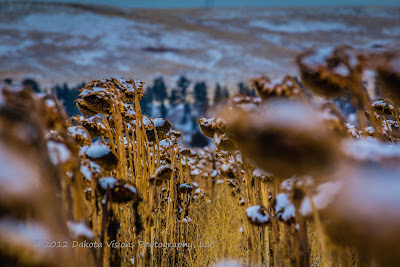 Sunflowers, South Dakota, Snow, Black Hills Photography