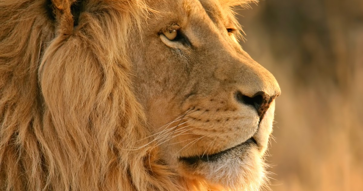 Lion | HD WALLPAPERS