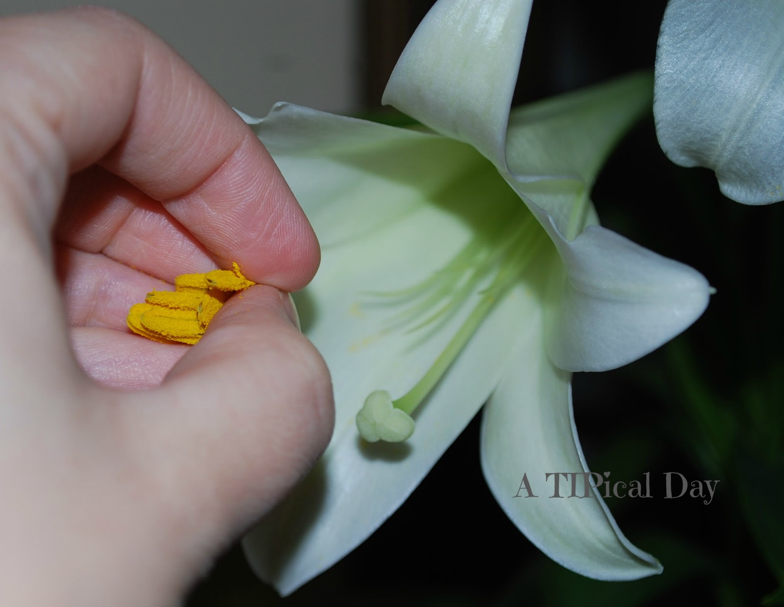Easter Lily Care and a Few Other Pretty Arrangements A TIPical Day