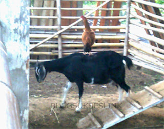 kambing dan ayam