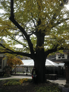 albero gingko casa wright gingko di casa frank lloyd wright