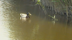 PATO DE LAS TABLAS DE DAIMIEL