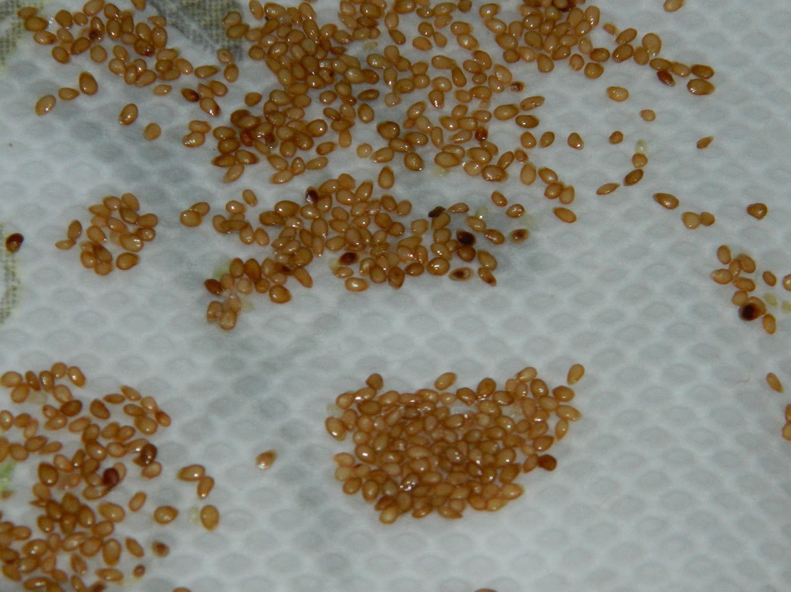 Lise's Log Cabin Life True Potato Fruit; How to Extract the Seeds