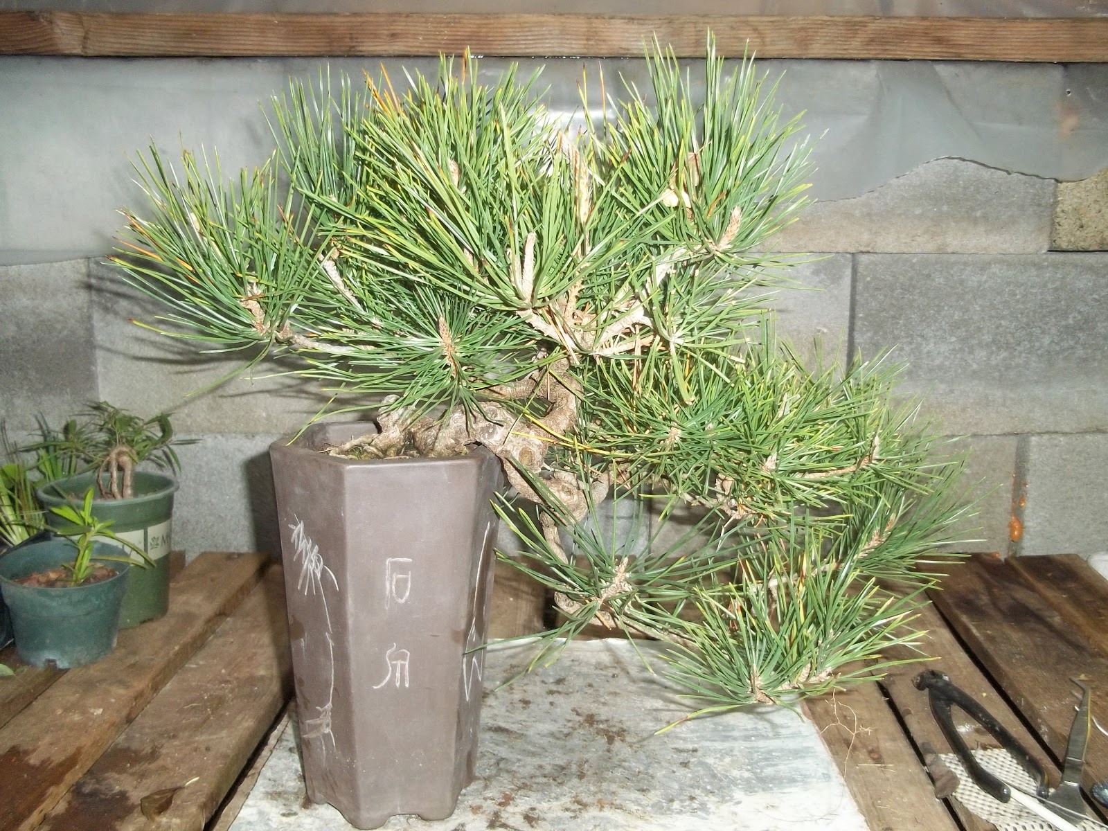 Bent Tree Bonsai cold weather just around the corner