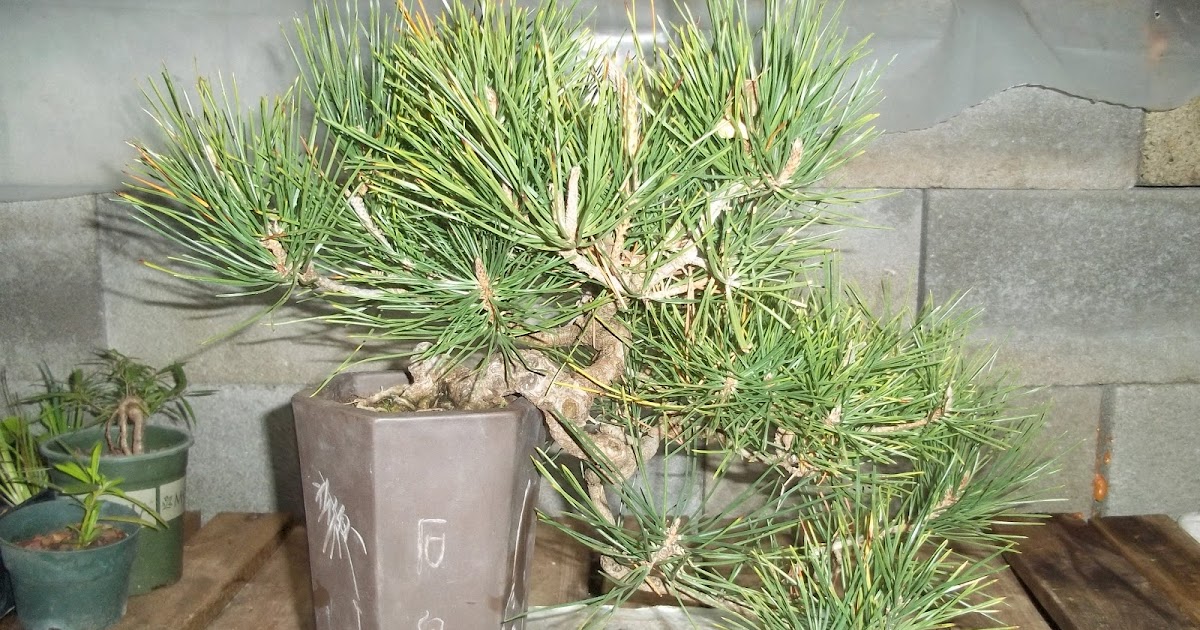 Bent Tree Bonsai cold weather just around the corner