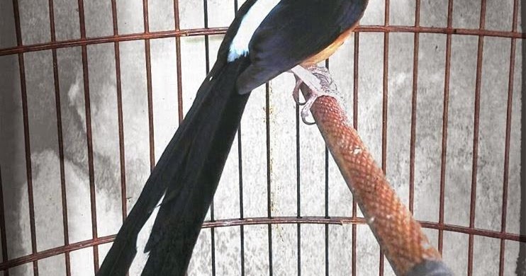 MURAI BATU DIGDAYA MURAI BATU MARIKE