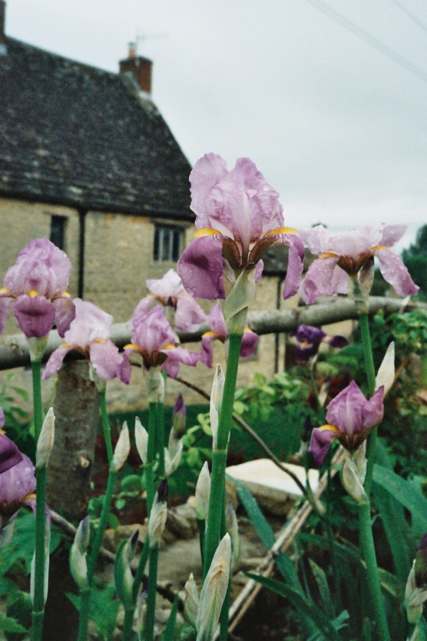 Historic Tall Bearded Iris 'SUSAN BLISS' HERITAGE IRISES