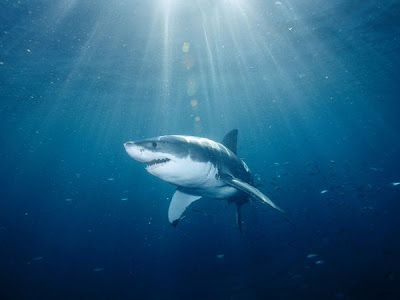 great-white-shark_55