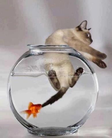 Cat-And-Fish-Pic-Funny-Animals.jpg