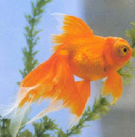 Goldfish Pictures - Butterfly Tail Goldfish