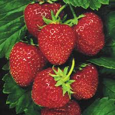Strawberries for health