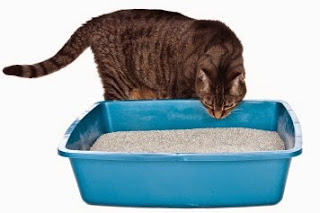 Lose weight eating low carb photo 7
