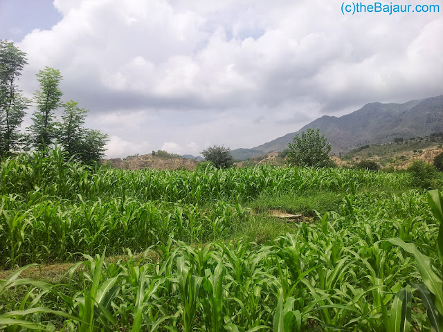 bajaur bajaur