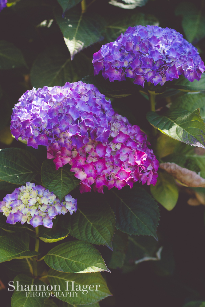 Enjoying Life With 4 Kids Portland June 2013 My Parents Beautiful Hydrangeas