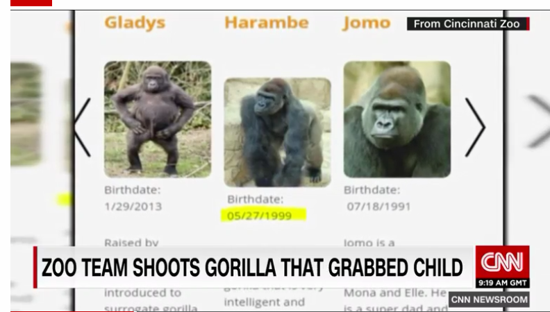 cincinnati reds harambe jersey