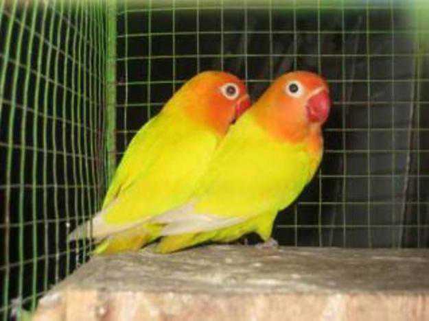 Bnr Bird Farm Cara Membedakan Love Bird Jantan Dan Betina