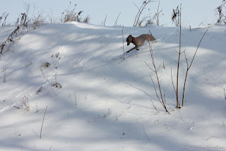 Italian Greyhounds winter
