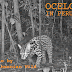 Ocelot Picture