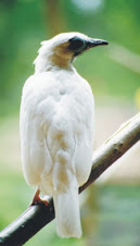 Fauna Bacia Taquari-Antas - Fonte: Aepan-ONG - Série: Aves