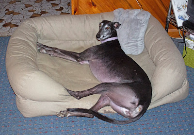 Bettina greyhound knows how to use a bed