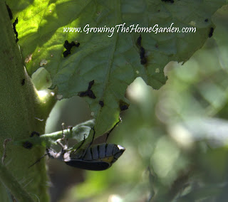 Black Blister Beetle on Tomato Plant Black Blister Beetle on Tomato Plant