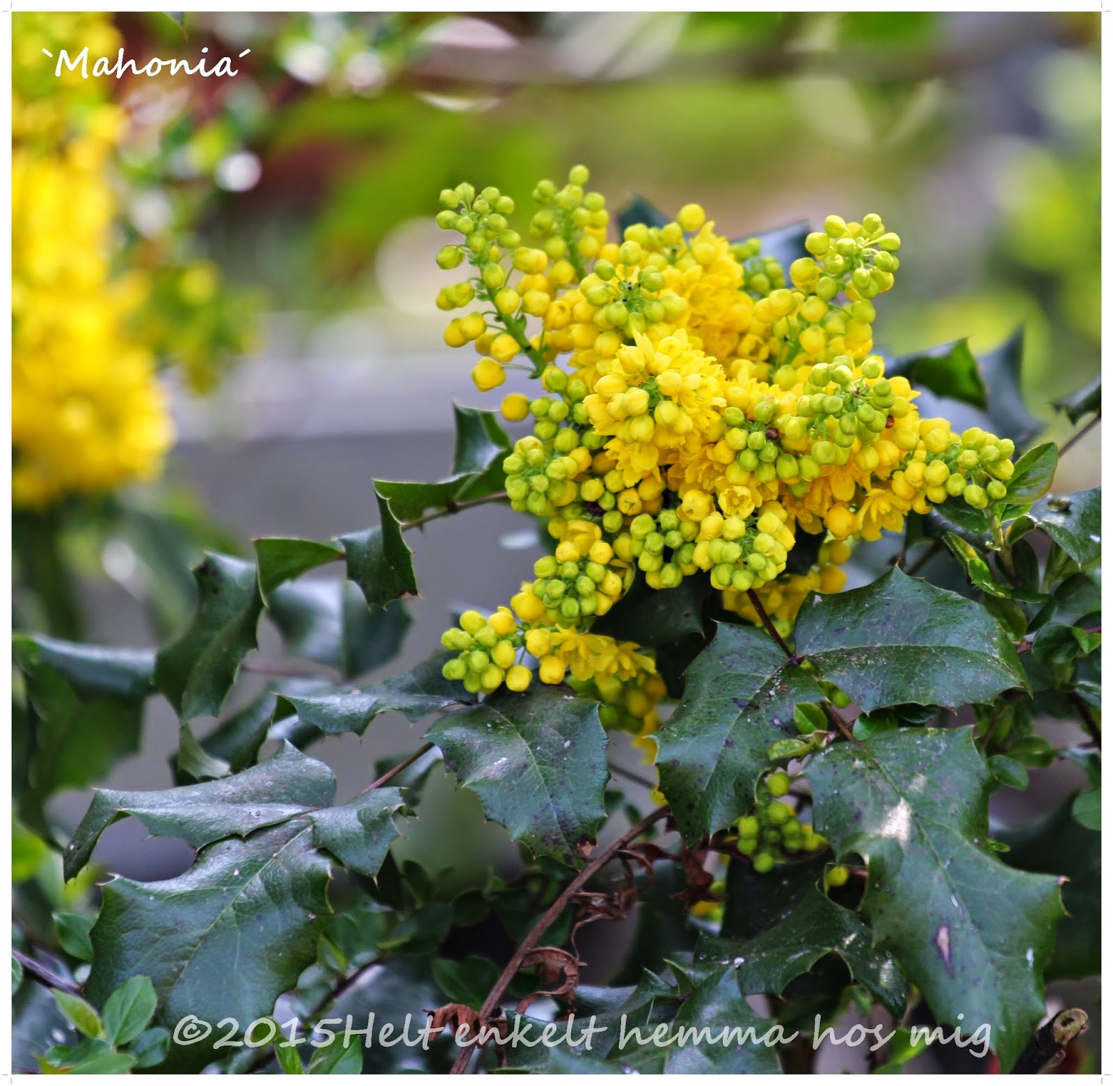 mahonia mary jane
