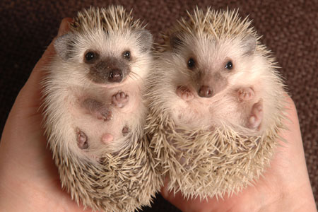Hedgehog, by Muriel