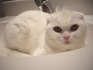 scottish fold pet cat scottish fold pet cat uisdieren animaux de compagnie Haustiere animales domesticos husdjur Evcil Hayvan anifeiliaid anwes domace zvali augintiniaiuisdieren animaux de compagnie Haustiere domesticos husdjur Evcil Hayvan anifeiliaid anwes domace zvali augintiniai