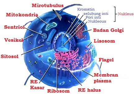 Pengertian dan Contoh Struktur Sel Prokariotik dan Eukariotik