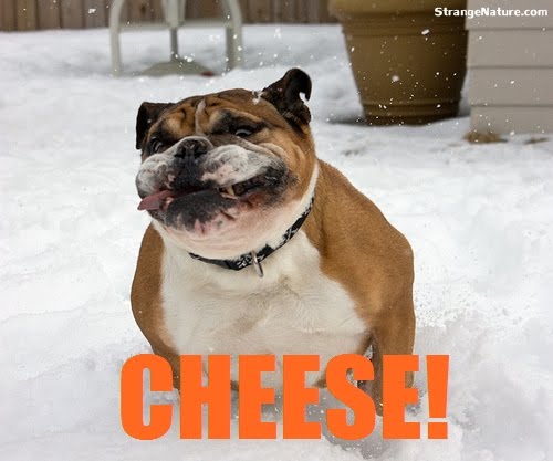 Funny Image Collection: Funny dog quotes.
