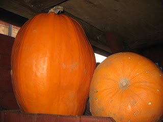 pumpkins