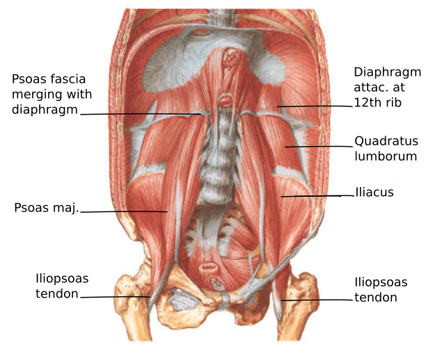 diaphram diagram wiring diagramdiaphram diagram wiring diagram automotivediaphram liver stomach diagram data wiring diagramanatomy of the sinew channels the