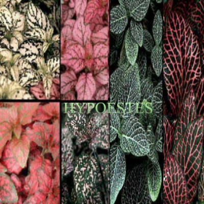 ✿HYPOESTES✿