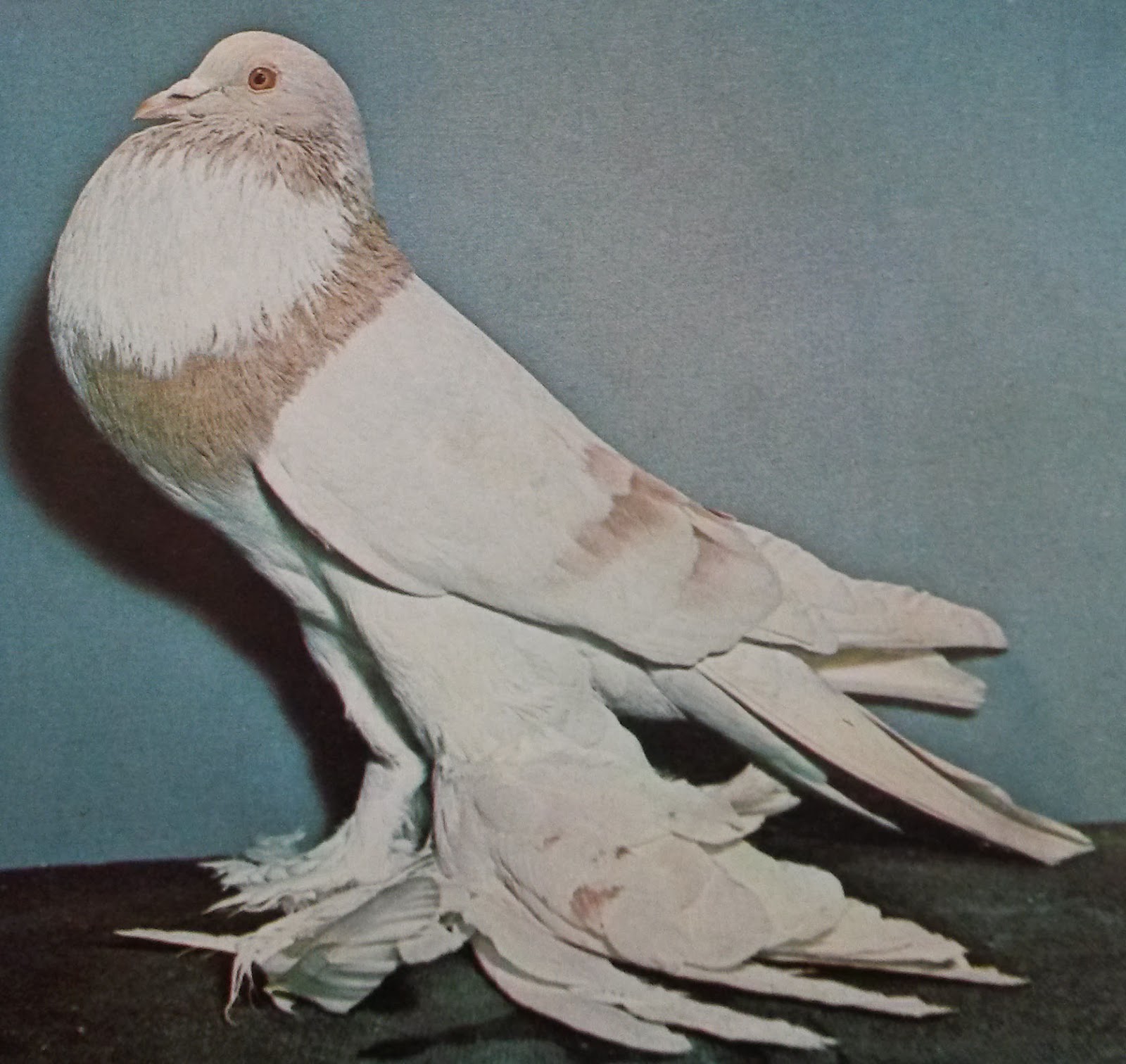 pomeranian pouter pomeranian pouter pigeon origin description size ornaments colors pictures gallery pomeranian pouter pomeranian pouter pigeon origin description size ornaments colors pictures gallery