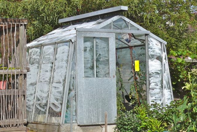 The Food Garden Group Hothouse Practices Every Year Max K Sows Tomato Seeds Early July In An Electrically Heated Propagation Tray And Then Puts Them His Hothouse Mid August
